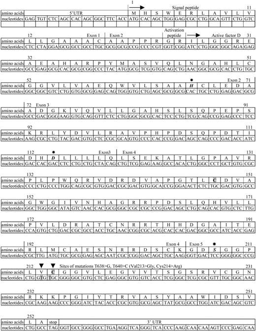 Figure 1. Amino-acid and cDNA nucleotide sequence of human complement factor D. The sequence data are from White et al33 and Biesma et al.28 5′UTR indicates 5′untranslated region; first arrow (→), start of protein synthesis; second arrow, start of circulating protein sequence; asterisks, positions of catalytic triad Asp114, His66, and Ser208; arrowheads, positions of mutations; and 3′UTR, part of 3′untranslated region. A disulfide bond exists in the wild-type factor D between Cys148 and Cys214, which is indicated in bold on a gray background (gray boxes).