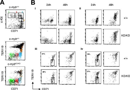 Figure 2. Progenitors from c-mybKD/KD fetal liver display retarded commitment and progression through erythropoiesis. Fetal liver single-cell suspensions from E14 c-myb+/+ and c-mybKD/KD embryos were stained with α-CD71(FITC), α-CD41(PE), α-c-Kit(PE-Cy5), and α-TER119(APC). CD41– live cells were sorted based on their CD71 and c-Kit staining. (A) Cells in sorting regions 1-4 (top panel) are displayed in the corresponding color in the middle and bottom panels to indicate their TER119 expression pattern. Note that a minor shift in the TER119 signal of c-mybKD/KD cells is attributed to overcompensation caused by reduced c-Kit levels (see panel B). (B) Sorted cells were cultured in SP34 medium containing SCF (100 μg/mL), EPO (2 U/mL), and dexamethasone (1 μM). At the indicated time points, cells were stained with α-CD71 (FITC) and α-TER119 (APC) and analyzed by flow cytometry. Panels Bi to Biv show the development of cells from CD71/c-Kit–sorted regions 1 to 4 (A), respectively. Percentages in Biii and Biv represent proportions of cells at the CFU-E stage. Dead cells were excluded by propidium iodide staining. All plots are in log-scale.