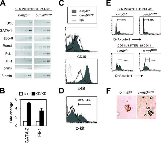 Figure 4. c-mybKD/KD CFU-E stage progenitors display aberrant expression of hematopoietic regulators and abnormal differentiation ex vivo. (A) CD71+c-kit+TER119–CD41– progenitors (Figure 2Biii) corresponding to the CFU-E stage were sorted by FACS from the fetal liver of c-myb+/+ and c-mybKD/KD E14 embryos. RT-PCR analysis was performed on RNA extracted from sorted cells. Ethidium bromide–stained agarose gels of PCR products from 2-cycle increments are shown. Normalization by β-actin was confirmed by real time PCR analysis (not shown). (B) Real-time PCR was performed on the cDNA samples described for panel A using SYBR green, primers specific for the indicated genes, and β-actin (for normalization). Reactions were repeated at least 6 times. Average fold change–normalized expression values are shown. Error bars represent the SEM. (C) Fetal liver cells were stained with α-CD71 (FITC), α-CD45 (APC) and α-TER119 (APC) (top panel) or α-CD71 (FITC), α-TER119 (PE), and α-c-Kit (PE-Cy5) (bottom panel). Histograms represent fluorescence intensities (log-scale) of cells gated as CD71+TER119– (CFU-E stage). (D) Fetal liver cells were stained and CFU-E stage cells were sorted as for panel A and were cultured for 48 hours, as described in Figure 2. Cells were stained with α-c-Kit (PE) and were analyzed by flow cytometry. Log-scale of PE-fluorescence intensity is shown. (E) CD71+c-Kit+TER119–CD41– (Figure 2Biii) CFU-E stage progenitors (top panels) and CD71– c-Kit+TER119–CD41– (Figure 2Bi) less mature progenitors (bottom panels) from E14 fetal liver were sorted by FACS and cultured in SP34 for 2 days. Cells were permeabilized with 0.1% NP-40 and were stained with 25 μg/mL propidium iodide for flow cytometric analysis of DNA content. Histograms represent linear fluorescence intensities. (F) Lower c-Myb expression limits the size of CFU-E colonies. Fetal liver cells were stained and CFU-E stage cells were sorted as for panel A and then plated in methylcellulose containing SCF and EPO for 3 days. Colonies were observed using an Olympus CKX41 microscope (Olympus, London, United Kingdom) and a 20 ×/0.40 numeric aperture Php objective under phase contrast. Images were acquired using an Olympus Camedia C3030 camera and were processed using Adobe Photoshop version 4.0 (Adobe Systems, San Jose, CA).