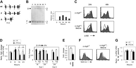 Figure 5. Inducible inactivation of c-myb reveals its requirement for maintenance of c-Kit expression in erythroid progenitors. (A) Schematic representation of c-myb alleles: wild type (wt), targeted floxed (F), and recombined by Cre-recombinase (Δ). Exons are shown as black boxes. Arrowheads represent loxP sites. The probe (P) used in hybridization to Southern blots is indicated by the gray box. H indicates HindIII. (B) Detection of Cre-mediated recombination of the c-mybF allele in cultured erythroid progenitors. Fetal liver cells from E13 c-myb–/F/Cre embryos were cultured as described in Figure 3 for 8 days to enrich for erythroid progenitors. IFN–α-A (2000 U/mL) was then added to the cultures and washed off at 24 hours. Genomic DNA was harvested at the indicated time points and digested with HindIII. Southern blot analysis was performed with probe P, and signals were quantified by phosphorimaging. The deletion rate of the c-mybF allele is represented as the ratio of intensities of the c-mybΔ signal to the constant c-myb– signal (right panel). (C) Flow cytometric analysis of c-Kit surface expression on cultured c-myb–/F/Cre and c-myb–/F cells in response to IFN treatment. Day 8 fetal liver cultures were treated with IFN–α-A (2000 U/mL) for 24 hours (open histogram) or were left untreated (filled histogram). At 24 or 48 hours, cells were stained with α-c-Kit-PE and analyzed by flow cytometry. (D) Real-time RT-PCR analysis of c-Kit mRNA expression in response to c-myb inactivation. Cells were treated with IFN–α-A, as described, and RNA was harvested at the indicated time points and reverse transcribed. Real-time PCR was performed as described in “Materials and methods.” (Left) Ratio of normalized relative expression levels from samples with IFN to samples without IFN was calculated for c-myb–/F/Cre and c-myb–/F separately. The average of at least 6 replicates is shown. ANOVA (2 × 2) was performed, and P values are given for the interaction term (cell type × treatment). (Right) Absolute expression (normalized to 8-hour control IFN) of c-Kit RNA determined by real time RT-PCR is shown for the c-myb–/F and c-myb–/F/Cre samples with or without IFN at 8 and 24 hours. Data for the 24-hour time point from a second independent experiment are illustrated on the right. (E) Real-time RT-PCR analysis of c-Kit mRNA expression in c-myb+/+ and c-mybKD/KD CFU-E stage cells sorted from E14 fetal liver. Normalized relative expression levels are shown. Error bars represent SEM. (F) c-myb inactivation does not lead to a general induction of differentiation. Enriched erythroid progenitors from c-myb–/F/Cre and c-myb–/F fetal livers were treated with IFN–α-A (2000 U/mL) for 24 hours (open histogram) or were left untreated (filled histogram) and subsequently were cultured for another 24 hours. Cells were stained with α-TER119 (PE) and analyzed by flow cytometry. (G) Cells were treated with IFN–α-A, as described in panel F, and were collected on cytospins at the indicated time points. After o-dianisidine/hematoxylin staining, 4 fields were counted for the proportion of hemoglobin-positive cells. The ratio of the frequencies of Hb+ cells in samples with IFN to samples without IFN is represented. Error bars represent the SEM.