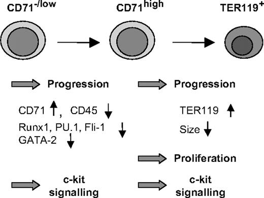 Figure 6. Coordination of erythropoiesis by c-Myb. c-Myb has a dual role as a regulator of erythroid development. Both in uncommitted/early stages (CD71–/low) and in later stages (CFU-E/erythroblast—CD71+TER119–/low), high levels of c-Myb are required for an efficient response of progenitors to erythropoietic stimuli and progression to later stages. c-Myb is indirectly involved in the down-regulation of GATA-2, Runx1, PU.1, Fli-1, and CD45, a process that is a prerequisite for terminal differentiation. At later stages of erythropoiesis, high levels of c-Myb allow the cells to undergo terminal cell divisions. Finally, c-Myb maintains high levels of c-Kit expression on erythroid progenitors, thereby rendering them responsive to external signals regulating proliferation and differentiation.