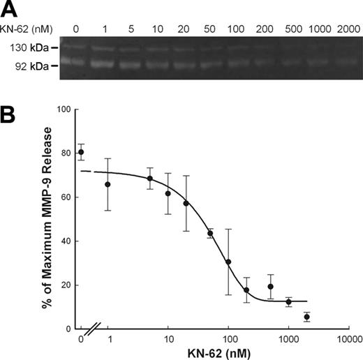 Figure 4. Inhibition of ATP-induced rapid MMP-9 release by KN-62. PBMCs (2 × 107/mL) with wild-type P2X7 receptor were incubated with various amount of KN-62 (up to 2 μM) as indicated at 37°C in NaCl medium containing 1 mM CaCl2 for 15 minutes, followed by addition of 0.8 mM ATP. Supernatants were collected after 30 minutes. MMP-9 activity was detected by gelatin zymography, and MMP-9 concentrations were measured by ELISA. Results from individuals were shown as mean ± SEM (n = 3; panel B).