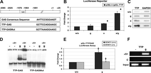 Figure 2. Ttp promoter contains a functional GAS element that binds STAT1. (A) Schematic representation of the Ttp promoter as cloned into the reporter construct pGL2-TTP, comprising the region from –2025 to +25. The Ttp promoter contains a GAS element at the position –1976 to –1964. The reporter plasmid pGL2-TTP-GAS contains the TTP-GAS with flanking sequences (–2085 to –1891). The consensus for STAT1-binding GAS42 is shown (according to IUPAC nomenclature, H stands for A, C, or T; S stands for G or C; D stands for G, A, or T). Mutated TTP-GAS (TTP-GASMut) was obtained by introducing 2 point mutations. (B) p38α+/+ cells stably transfected with a reporter plasmid containing the luciferase gene under the control of a 2-kb fragment of the Ttp promoter (pGL2-TTP) were left untreated (w/o) or treated for 1 hour with IFN-γ(g), anisomycin (a), or both (a/g). Total RNA was isolated and luciferase expression was assayed by qRT-PCR. Error bars indicate SD. *P < .01 (a/g) versus (a) treatment by univariate linear regression models; n = 3 experiments. (C) For nuclear run-on assay p38α+/+ cells were left untreated (w/o) or treated for 25 minutes with IFN-γ (g), anisomycin (a), or both (a/g), nuclei were prepared and run-on reaction was performed. Nuclear RNA was isolated and hybridized to membranes containing cDNA of Gapdh (as a control) and Ttp. (D) Bac 1.2F5 mouse macrophages were stimulated for 30 minutes with IFN-γ (g) or left untreated (–), and whole-cell extracts were assayed for binding to a radioactively labeled TTP-GAS probe using EMSA. The results demonstrate IFN-γ–inducible binding of STAT1 to TTP-GAS but not to mutated TTP-GAS (TTP-GASMut). The presence of STAT1 in the complexes was confirmed by super-shift using STAT1 antibodies (lanes marked with +S1). (E) A luciferase reporter containing TTP-GAS (pGL-TTPGAS) was transfected into STAT1–/–MEFs reconstituted with STAT1 cDNA (STAT1+/+) and for control into the parental STAT1–/– cells. After the transfection, cells were divided in 2 halves and 24 hours later treated for 6 hours with IFN-γ (g) or left untreated. Error bars indicate SD. †P < .01 +/+ versus –/–MEFs by univariate linear regression models; n = 3 experiments. (F) For ChIP, STAT1+/+ MEFs were treated for 30 minutes with IFN-γ (g) or left untreated (–). Recruitment of STAT1 to the TTP promoter was assayed using STAT1 antibodies (+S1). A control ChIP was performed using rabbit preimmune serum (C). Equal amount of material used in the ChIP experiments was confirmed by PCR-amplification of the input DNA (input).