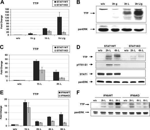 Figure 3. STAT1 is required for full expression of Ttp in LPS-treated primary macrophages. (A) Macrophages derived from bone marrow (BMM) of STAT1WT and STAT1KO mice were left untreated or treated with IFN-γ (g), LPS (L), or both (L/g) and Ttp mRNA induction was measured by qRT-PCR and normalized to samples from untreated cells. Error bars indicate SD, n = 3 experiments. (B) BMMs isolated from STATWT mice were treated as explained for panel A, except the time of the treatment was 3 hours instead of 1 hour. TTP protein levels were analyzed by Western blotting of whole-cell extracts using a TTP antibody. The blot was reprobed with a panERK antibody to control for equal protein loading. (C) BMMs from STAT1WT and STAT1KO mice were treated for 1 hour and 4 hours with LPS or left untreated, and mRNA induction was analyzed as described in panel A. Error bars indicate SD, n = 3 experiments. (D) Same cells as those used in panel C were treated for 2 and 4 hours with LPS or left untreated. TTP protein was detected by Western blotting of whole-cell extracts using a TTP antibody. Activation of IFN signaling by endogenous production of type I interferon in LPS-treated macrophages was demonstrated using antibody to tyrosine-phosphorylated STAT1 (pY701-S1). Equal protein loading was confirmed using a STAT1 antibody and a panERK antibody. (E) BMMs from IFN-β knockout (IFNbKO) and wild-type controls (IFNbWT) were stimulated with LPS for the times indicated. Total RNA was isolated and qRT PCR was performed. Error bars indicate SD, n = 3 experiments. (F) Whole-cell extracts of the same cells as used in panel E were stimulated with LPS as indicated. TTP protein was detected by Western blotting using a TTP antibody.