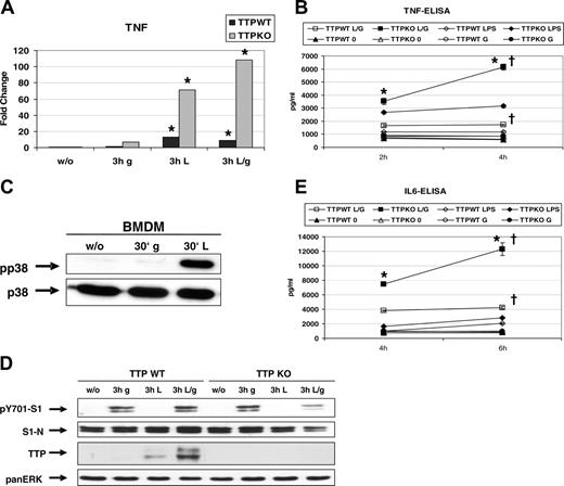 Figure 4. Interferon-stimulated Ttp expression limits induction of TNFα and IL-6. (A) BMMs derived from Ttp wild-type (TTPWT) and deficient (TTPKO) mice were left untreated or treated with IFN-γ (g), LPS (L), or both (L/g) for 3 hours and TNFα mRNA induction was determined by qRT-PCR and normalized to untreated samples. * P < .05 treated versus untreated cells by univariate linear regression models. (B) BMMs from TTPWT and TTPKO were stimulated for the times indicated with IFN-γ (G), LPS, or both (L/G), or left untreated (0). Supernatants were collected and analyzed for TNFα cytokine by ELISA. *P < .01, 4 hours versus 2 hours in L/G-treated KO cells; †P < .01, KO versus WT BMMs by univariate linear regression models, n = 3 experiments.(C) TTPWT BMMs were treated for 30 minutes (30′) with IFN-γ and LPS, and activation of p38 was demonstrated using an antibody against phosphorylated p38 MAPK (pp38). Equal protein loading was confirmed using a p38 antibody. (D) BMMs from TTPWT and TTPKO mice were treated as described in panel A. Absence of TTP protein in TTPKO cells was confirmed by Western blotting of whole-cell extracts using a TTP antibody. Activation of IFN signaling by endogenous production of type I interferon in LPS-treated macrophages was demonstrated using an antibody to tyrosine-phosphorylated STAT1 (pY701-S1). Equal protein loading was confirmed using a STAT1 antibody and a panERK antibody. (E) BMMs from TTPWT and TTPKO were stimulated for the times indicated with IFN-β (B), LPS, or both (L/B) or left untreated(0). Supernatants were collected and IL-6 was measured by ELISA. *P < .01, 6 hours versus 4 hours in L/B-treated KO cells; †P < .01, KO versus WT BMMs by univariate linear regression models, n = 3 experiments.