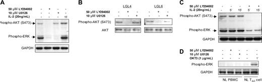 Figure 3. ERK signaling in T-LGL is dependent on PI3K activity. (A) T-LGL PBMCs (5 × 107 cells/mL) were untreated (control) or stimulated with IL-2 (20 ng/mL), LY294002 (50 μM), or U0126 (10 μM) for 15 minutes at 37°C. Lysates were prepared by immediate addition of 2 × SDS buffer. After 10% SDS-PAGE and transfer, nitrocellulose membranes were sequentially analyzed for phospho-AKT (S473) and phospho-ERK. (B) T-LGL PBMCs (5 × 107 cells/mL) were untreated or stimulated with IL-2 (20 ng/mL) in the presence or absence of LY294002 (50 μM) for the indicated times at 37°C. Lysates were prepared by immediate addition of 2 × SDS buffer. After 10% SDS-PAGE and transfer, nitrocellulose membranes were sequentially analyzed for phospho-AKT (S473) and phospho-ERK. (C) T-LGL PBMCs (5 × 107 cells/mL) were untreated or with LY294002 (50 μM) or U0126 (10 μM) for 15 minutes at 37°C. Lysates were prepared by immediate addition of 2 × SDS buffer. Samples were subjected to SDS-PAGE and Western blotting for phospho-AKT (S473). For all immunoblots, GAPDH or total AKT were probed to indicate consistency of protein loading between lanes on a given gel. (D) Normal PBMCs and IL-2–activated T cells (TAC) were incubated with LY294002 (50 μM) or U0126 (10 μM) for 15 minutes at 37°C, or with 1 μg/mL OKT3 for 1 minute prior to lysis in 2 × SDS sample buffer. Proteins were separated on an SDS-PAGE gel as in the previous panels, transferred to nitrocellulose, and immunoblotted for phosphorylated ERK.
