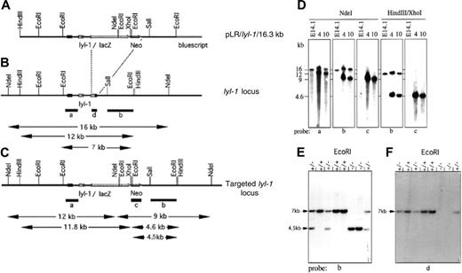 Figure 1. Gene targeting ofLyl-1. Structure of the gene targeting vector (A) and the genomic locus of Lyl-1 before (B) and after (C) homologous recombination. A 0.8-kb Hpa I fragment of the Lyl-1 gene, encoding the bHLH domain, was replaced by a LacZ/Neo gene cassette allowing expression of a Lyl-1LacZ fusion gene. Relevant restriction enzyme sites and the lengths of diagnostic fragments are shown. Southern blot analysis of homologous recombinant ES clones 4 and 10 and wt E41.1 cells (D) and mice tail DNA (E-F) confirmed the targeted inactivation of the Lyl-1 gene. Probes were as indicated.