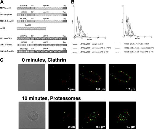 Figure 1. Fusion-gene cloning and plasmid constructions. (A) Genes for mature sequences of murine MIP3α or the viral chemokine MC148 were fused in-frame with DNA encoding either human gp100 or mouse OFA-iLRP. Control constructs encoded gp100 alone or fused with the mutant nonactive chemokines (MC148-D-hgp100 and MC148-D-mOFA). To enable purification and detection, c-myc and His peptide tags were fused to fusion constructs (Tag). A spacer fragment was inserted between chemoattractant and antigen moieties to enable proper folding of the protein. (B) OFA and gp100 fusion proteins with MIP3α-mOFA and MIP3α-gp100 (50 μg/mL) are bound with CCR6 on the surface of iDCs at 4°C and are induced to internalize at 37°C. Histograms of gated cells (R1 in forward scatter/side scatter plot) are presented. Representative data yielded similar results in 3 independent experiments. (C) Optical z-sections (0.4 μm) were taken of B6/129 macrophages loaded with MIP3α-gp100 at 4°C for 30 minutes and then transferred to 37°C for 0 or 10 minutes before fixation. Cells were stained with either rabbit anticlathrin (H-300) or antiproteasome 20S mAb (red) and mouse antimyc mAb (green) to detect fusion proteins with overlay of both channels showing colocalization in yellow. No significant binding was detected when cells were incubated with mutant chemokine fusion (MC148D-gp100; data not shown). This experiment was repeated 4 times with similar results and a representative experiment is shown.