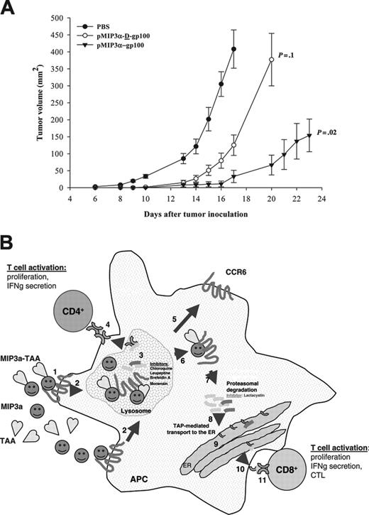 Figure 5. Chemokine fusion vaccination elicits protective antitumor responses in C57BL/6 mice. (A) Ten mice per group were gene-gun immunized 3 times over a 2-week interval with pMIP3α-gp100, pMIP3α-D-gp100, or PBS. Two weeks after the last immunization, mice were challenged subcutaneously with a lethal dose of B16 tumor cells. Tumor growth suppression was subsequently assessed and mice with a tumor larger than 400 mm2 were killed. The data shown are representative of 2 independent experiments that yielded similar results. P = .02. Error bars represent the SD of the mean in 10 mice per group. (B) Mechanism of chemokine-mediated antigen presentation in APCs. Chemokine (MIP3α) is usually internalized upon binding to its chemokine receptor (CCR6) (1-2), and the internalized receptor then can be recycled back to the surface (5). Tumor antigens (TAA), if physically linked with MIP3α (MIP3α-TAA), are preferentially taken up via chemokine receptor–mediated and clathrin-dependent process (1) and internalized into endosomal and lysosomal compartments (2-3), where they can be degraded and presented to MHC class II molecules (3) and subsequently delivered to the cell surface to be presented and activate CD4 T+ cells (4). However, some portion of MIP3α-TAA escapes from (3) to the cytosol (6) where it is degraded by proteasomes (7). The degraded peptides are then transported by TAP-1 to the ER (8) to be loaded to the MHC class I molecules (9) and exposed on the cell surface, thus, inducing CD8+ T cells (11).