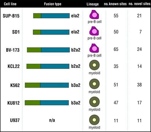 Figure 1. Cell lines analyzed to identify the Bcr-Abl signature. The 7 cell lines analyzed to identify the Bcr-Abl signature (SUP-B15, SD1, BV173, KCL22, K562, KU812, and the control cell line U937) are listed along with fusion type, cell lineage, and number of known and novel tyrosine phosphorylation sites identified in each cell type.