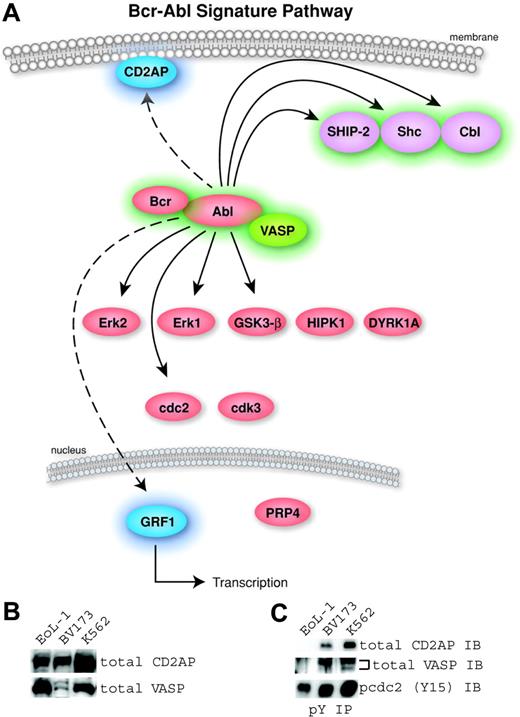 Figure 2. Identification of a Bcr-Abl kinase signature. (A) A pathway diagram of the 16 common proteins from Table 2 with cellular localization is shown. The proteins without highlighting were found in the Bcr-Abl–containing cells and U937 cells and were therefore not considered part of a signature for Bcr-Abl. The 6 signature proteins with a previous link to Bcr-Abl were highlighted in green (Abl, Bcr, Cbl, SHIP-2, Shc, and VASP). The signature proteins not previously identified in Bcr-Abl signaling are highlighted in blue (CD2AP and GRF1). (B) Expression of 2 novel human signature proteins in Bcr-Abl–containing (BV173 and K562) and control (EoL-1) cells was confirmed by Western blotting using antibodies to total CD2AP and VASP. (C) Phosphorylation in Bcr-Abl–containing cells was validated using antiphosphotyrosine immunoprecipitation followed by Western blotting using total CD2AP or VASP antibodies. Immunoblotting for p-cdc2 (Y15) was used to control for the efficiency of the phosphotyrosine immunoprecipitation because this site is ubiquitously phosphorylated in cell lines.