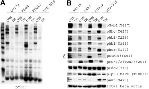 Figure 3. Imatinib-responsive phosphoproteins. (A) The 4 cell lines that were used for targeted analysis (BV173, K562, KU812, and SUP-B15) were treated with diluent (CON) or imatinib (IM) to inhibit Bcr-Abl kinase activity. Samples were immunoblotted using antiphosphotyrosine antibody. (B) Cells treated as described in panel A were immunoblotted for phosphoproteins that exhibited a change in phosphorylation level, as determined by SILAC analysis in K562 cells. Phospho-Gab1 (Y406) was identified by mass spectrometry, but a phosphospecific antibody that recognizes this site was not available; therefore, we used a p-Gab1 (Y627) antibody. Protein loading was normalized with the use of β-actin.