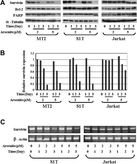 Figure 3. The effects of sodium arsenite on the survivin expression in ATL cells. (A) MT2, S1T, and Jurkat cells were incubated in the presence of 2 or 5 μM arsenic trioxide for 24, 48, or 72 hours. Whole-cell lysates (100 μg protein) were prepared and separated by 12.5% SDS-PAGE and transferred to a PVDF membrane. The transferred proteins were reacted with the antibody against survivin, Bcl-2, or PARP as described in “Patients, materials, and methods.” As an internal control, α-tubulin expression was detected. (B) The quantification of the survivin levels in MT2, S1T, and Jurkat cells. The relative density of the bands for survivin obtained by a densitometric analysis and α-tubulin was used to normalize the respective intensities. (C) S1T and Jurkat cells were treated with sodium arsenite at the indicated concentration and time. Total RNA was then subjected to RT-PCR using primers specific for the amplification of survivin. β-actin expression was examined as an internal control to ensure the RNA integrity and proper amplification.