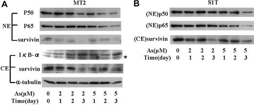 Figure 7. The effect of sodium arsenite on the levels of IκB-α, NF-κB, and survivin in nuclear and cytosolic fraction from MT2 and S1T cells. (A) MT2 cells were treated with sodium arsenite at the indicated concentrations; nuclear and cytosolic fractions were prepared at the indicated time. Nuclear protein (50 μg) was subjected to Western blotting using the antibody against p50, p65, or survivin. Cytoplasmic fraction (100 μg of protein) was subjected to Western blotting using the specific antibody against IκB-α or survivin. α-tubulin expression was used as a loading control. NE indicates nuclear extract; CE, cytoplasmic extract. *Nonspecific band. (B) p50 and p65 in the nucleus and cytoplasmic survivin in S1T cells treated with sodium arsenite in the indicated concentration, and time was measured by Western blot as in panel A.