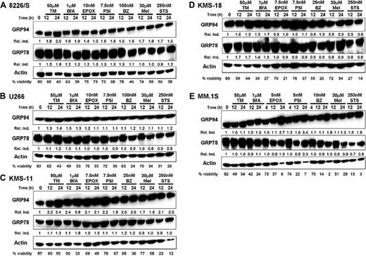 Figure 3. Multiple myeloma cell lines constitutively express high levels of physiologic UPR components. Five different multiple myeloma cell lines were treated for 12 and 24 hours with 50 μM tunicamycin (TM), 1 μM brefeldin A (BfA), 30 μM melphalan (Mel), 250 nM staurosporine (STS), or the indicated concentration of the proteasome inhibitors epoxomycin (EPOX), PSI, or bortezomib (BZ). Whole-cell lysates were isolated, subjected to sodium dodecyl sulfate–polyacrylamide gel electrophoresis (SDS-PAGE), and transferred to nitrocellulose membranes. The membranes were sequentially probed for GRP94, GRP78, and actin. The relative induction (Rel. Ind.) is the amount of protein present in treated samples relative to untreated cells after normalizing protein loading to actin using densitometry. Cell viability was assessed from an aliquot of the treated cells by Annexin V–FITC and propidium iodide staining. Representative blots from at least 3 independent experiments are shown.