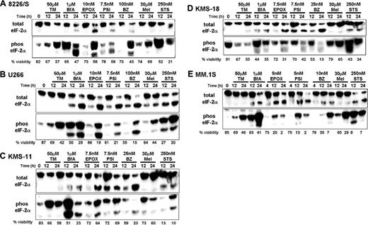 Figure 4. eIF-2α is phosphorylated in multiple myeloma cells treated with a variety of cytotoxic agents. The indicated multiple myeloma cell lines were cultured in 50 μM tunicamycin (TM), 1 μM brefeldin A (BfA), 30 μM melphalan (Mel), 250 nM staurosporine (STS), or the indicated concentration of the proteasome inhibitors epoxomycin (EPOX), PSI, or bortezomib (BZ). After 12 and 24 hours of treatment, cell viability was determined by Annexin V–FITC and propidium iodide staining, and whole cell lysates were isolated to sequentially evaluate the amount of phosphorylated and total eIF-2α present by Western blot analysis. The data are representative of at least 3 different experiments.