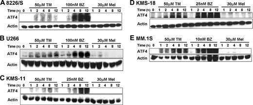 Figure 5. Proteasome inhibitors specifically induce the expression of the transcription factor ATF4. The indicated multiple myeloma cell lines were treated for up to 12 hours with 50 μM tunicamycin (TM), 30 μM melphalan (Mel), or the indicated concentration of bortezomib (BZ). Whole-cell lysates were prepared, and Western blots for ATF4 were performed. The blots were then stripped and reprobed for actin to confirm equal protein loading. Representative blots from 3 independent experiments are shown.