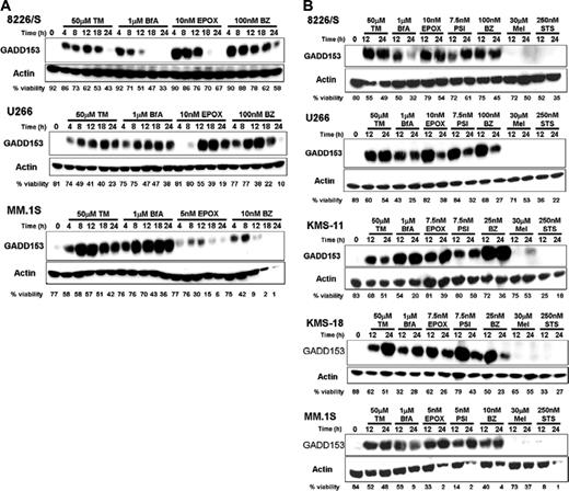 Figure 6. Proteasome inhibitors rapidly up-regulate a protein specifically involved in ER stress–induced apoptosis. (A) The 8226/S, U266, and MM.1S human multiple myeloma cell lines were cultured for up to 24 hours in 50 μM tunicamycin (TM), 1 μM brefeldin A (BfA), or the indicated concentration of epoxomycin (EPOX) or bortezomib (BZ). At the indicated time points, an aliquot of cells was taken to assess cell viability by Annexin V–FITC and propidium iodide staining, and the remainder of the cells was used to prepare whole-cell lysates. Induction of GADD153 and actin expression were determined by Western blot analysis. Blots representative of at least 3 independent experiments are shown. (B) Five different human multiple myeloma cell lines were treated for 12 and 24 hours with 50 μM tunicamycin (TM), 1 μM brefeldin A (BfA), 30 μM melphalan (Mel), 250 nM staurosporine (STS), or the indicated concentration of the proteasome inhibitors epoxomycin (EPOX), PSI, or bortezomib (BZ). Western blot and cell viability analyses were performed as described above. The data are representative of at least 3 independent experiments.