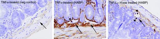 Figure 5. Hyaluronan expression in small-intestine tissue. Tissue was collected from mice treated with TNFα without or with hyaluronidase (“H'ase”). HABP was used to stain specifically for HA. Blood vessels and leukocytes within vessels are indicated by arrows and arrowheads, respectively. Images represent × 400 magnification, and the negative control depicts the use of secondary antibody alone. One example from each group is shown.