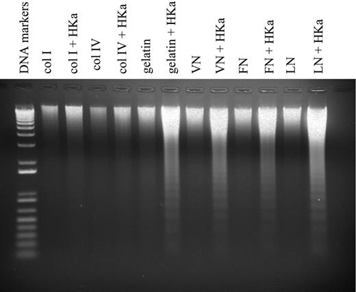 Figure 1. Effect of extracellular matrix on HKa-induced endonucleolytic DNA cleavage. Endothelial cells cultured on different extracellular matrix proteins were stimulated with 10 ng/mL bFGF in the absence or presence of 50 nM HKa for 12 hours. Cytoplasmic DNA was then isolated as described under “Detection of endothelial-cell apoptosis” in “Materials and methods” and analyzed using 1% agarose gel electrophoresis. Agarose gels were stained with ethidium bromide to detect fragmented DNA. Vn indicates vitronectin; Fn, fibronectin; Ln, laminin; col I, type I collagen; and col IV, type IV collagen.