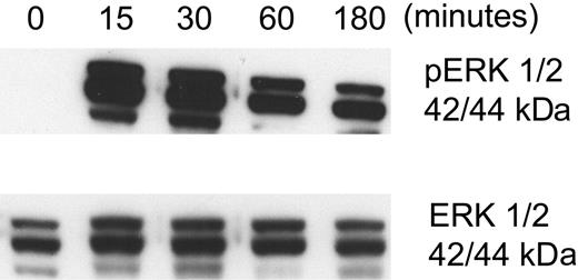 Figure 2. Effect of aggretin on endothelial ERK 1/2 phosphorylation. The integrin α2β1 agonist aggretin was purified from the venom of Calloselasma rhodostoma as described under “Purification of aggretin” in “Materials and methods.” To assess the activity of the purified protein, HUVECs were incubated with 0.15 μM aggretin for various times. Cell extracts were prepared and separated using 10% SDS-PAGE, then transferred to PVDF membranes. Membranes were immunoblotted with antibodies specific for phospho-ERK 1/2 (A) or total ERK 1/2 (B). Aggretin induced rapid phosphorylation of ERK 1/2. Similar observations were noted when mAbs JSB2 or TS2/16 were used as agonists.