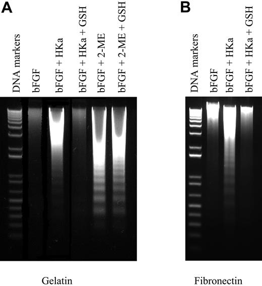 Figure 4. Effect of antioxidants on HKa-induced endothelial-cell apoptosis. Endothelial cells cultured on gelatin (A) or fibronectin (B) were stimulated with 10 ng/mL bFGF in the absence or presence of 50 nM HKa or 4 μM 2-ME and 150 μg/mL GSH for 12 hours. Cytoplasmic DNA was then isolated as described under “Detection of endothelial-cell apoptosis” in “Materials and methods” and analyzed using 1% agarose gel electrophoresis. Agarose gels were stained with ethidium bromide to detect fragmented DNA as a marker of apoptosis. GSH prevented DNA fragmentation caused by HKa, but not 2-ME, in cells cultured on either gelatin or fibronectin.