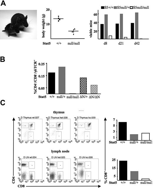 Figure 1. Impaired CD8+ and γδ T-cell development in Stat5a/bnull/null survivor mice. (A) Picture of a Stat5a/bnull/null survivor mouse (left) compared with a Stat5a/b+/+ littermate at the age of 4 weeks. Representative body weight values and numbers of Stat5a/bnull/null mice and littermates surviving up to day 8, weaning (day 21), or day 42 are depicted. (B) Numbers of CD4–/CD8–/γδTCR+ T lymphocytes in thymi of Stat5a/bnull/null, Stat5a/bΔN/ΔN, and respective littermate controls. (C) Flow cytometric analysis of CD4+, CD8+, and CD4+/CD8+ cells in thymi and lymph nodes of 5 Stat5a/bnull/null survivors and 2 individual Stat5a/bnull/+ and 2 Stat5a/b+/+ littermate controls. Data are summarized in bar graphs. Due to the small size of thymi and lymph nodes, cells were pooled and did therefore not allow generation of error bars (B-C).