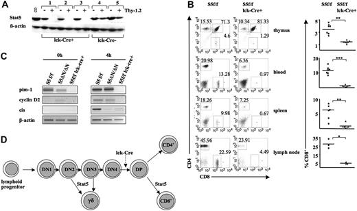 Figure 2. Impaired CD8+ T-cell development in Stat5a/bf/f lck-cre mice. (A) Splenic cells of 3 individual Stat5a/bf/f lck-cre (nos. 1-3) and 2 Stat5a/bf/f (nos. 4-5) mice were magnetically sorted for Thy1.2+ cells, and Stat5a/b expression was assessed by Western blot analysis. (B) Representative flow cytometric profile of CD4+, CD8+, and CD4+/CD8y cells in thymus, blood, spleen, and lymph nodes of Stat5a/bf/f lck-cre mice and Stat5a/bf/f controls. Asterisks denote significant difference as determined by a paired t test. (C) Analysis of transcriptional expression of pim-1, CIS, and cyclin D2 genes by semiquantitative RT-PCR. Splenic T cells were stimulated for 4 hours with α-CD3 (1 μg/mL) and human IL-2 (hIL-2; 1000 U/mL) to induce Stat5a/b target gene transcription. (D) Schematic model for the role of Stat5a/b in T-cell developmental choices. Stages affected in Stat5a/bnull/null survivor mice and/or Stat5a/bf/f lck-cre mice are indicated. The time point of Cre-recombinase activation under the control of the distal lck promoter is also depicted.
