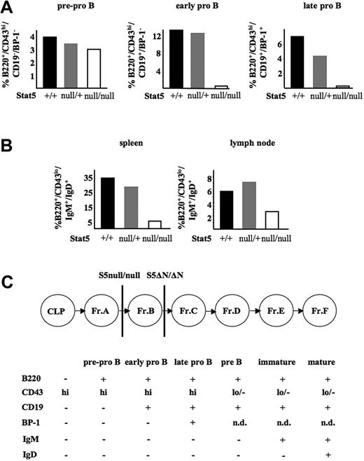 Figure 3. B-cell development is arrested at the pre–pro-B-cell stage in Stat5a/bnull/null survivor mice. (A) Percentages of pre–pro-B, early pro-B, and late pro-B cells in bone marrow and (B) mature B cells in spleen and lymph node of 5 Stat5a/bnull/null survivors compared with 2 Stat5a/bnull/+ and 2 Stat5a/b+/+ controls. Due to the small body size, bone marrows were pooled and therefore did not allow generation of error bars. (C) Schematic model for maturation of B-cell developmental fractions A-F. As indicated, individual maturational stages were distinguished by differential surface expression of B220, CD43, CD19, BP-1, IgM, and IgD. The different blocks in Stat5a/bΔN/ΔN and Stat5a/bnull/null mice are indicated by vertical lines. CLP indicates common lymphoid progenitor.