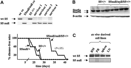 Figure 6. Abelson-induced transformation is dependent on Stat5 in vivo. (A) Kaplan-Meier plot of Rag2–/– mice that received a transplant of either Stat5a/b+/+, Stat5a/bnull/+, or a 4:1 mixture of Stat5a/bnull/null and Stat5a/b+/+ freshly Ab-MuLV–transformed bone marrow cells (5 mice/group; 1 × 106 cells each mouse). Genotyping PCR analysis of mice used for 4:1 mixture is depicted. wt indicates wild type. (B) Immunoblotting for Stat5a/b of leukemic cells derived from bone marrow of Rag2–/– mice that received a transplant of either Stat5a/b+/+ or a 4:1 mixture of Stat5a/bnull/null/Stat5a/b+/+ bone marrow. (C) PCR analysis of ex vivo–derived cell lines. Representative data of bone marrow (BM)–, peripheral blood (PB)–, spleen-, and lymph node (LN)–derived leukemic cell lines of one Rag2–/– mouse that received a transplant of a 4:1 mixture of Stat5a/bnull/null/Stat5a/b+/+ bone marrow cells, which was later killed. All cultures derived from Rag2–/– mice that received transplants of Stat5a/bnull/null/Stat5a/b+/+ cells were Stat5a/b+/+ as determined by PCR analysis.
