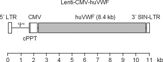 Figure 1. Schematic representation of the Lenti-CMV-huVWF vector. This self-inactivating (SIN) lentiviral vector (11 kb) expresses the full-length human VWF cDNA (8.4 kb) from the human cytomegalovirus (CMV) promoter. The central polypurine tract (cPPT), which facilitates intranuclear import of the lentiviral preintegration complex, is depicted. The packaging signal (Ψ+) and viral long terminal repeats (LTRs) are indicated. The 3′ LTR contains a self-inactivating deletion which on transduction of the target cells is copied onto the 5′ LTR, rendering it inactive while preserving the activity of the internal CMV promoter.