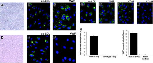 Figure 2. Phenotype of normal and VWD canine BOECs and normal human BOECs by phase contrast and fluorescence microscopy. Morphology (A), immunostaining for ac-LDL uptake (B), and VWF (C) on normal canine BOECs; morphology (D), immunostaining for ac-LDL uptake (E), and VWF (F) on canine VWD BOECs. Immunostaining for ac-LDL (G), VWF (H), CD31 (I), and CD144 (J) on normal human BOECs. Pictures are representatives of immunostainings of BOECs isolated from 4 different VWD type 3 dogs, from 1 normal dog, and from 3 healthy human control subjects. Magnification in panels B, C, E, and F is 5 times the magnification in panels A and D. (K) VWF in conditioned medium from normal canine BOECs, canine VWD BOECs, and normal human BOECs, harvested before passing the subconfluent monolayer of cells, and in conditioned medium alone. Data are mean ± SEM (n = 3) with concentration of bovine VWF (0.035 μg/mL) present in the conditioned medium not included.