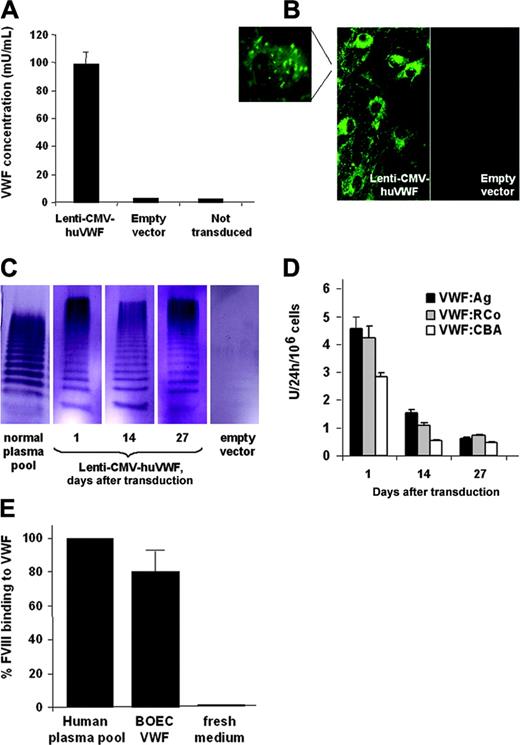 Figure 6. Characterization of huVWF expression by canine type 3 VWD BOECs transduced with Lenti-CMV-huVWF. (A) HuVWF levels in conditioned medium from transduced VWD BOECs as determined by ELISA (1 day after transduction) or from negative controls (ie, type 3 VWD BOECs transduced with empty vector or not transduced). (B) HuVWF immunostaining in cytoplasm and Weibel-Palade bodies (magnification) of VWD BOECs transduced with Lenti-CMV-huVWF or empty vector. (C) Multimer analysis was performed on 130 ng VWF present in normal human plasma pool and on expression medium harvested on 1, 14, and 27 days after transduction from canine VWD BOECs transduced with Lenti-CMV-huVWF or empty vector. (D) At several time points after transduction, 24-hour conditioned media from transduced VWD BOECs were tested for VWF:Ag levels by the VWF:Ag ELISA and for functional VWF using the VWF:RCo ELISA and the VWF:CBA assay. No VWF activity was found in conditioned medium from VWD BOECs transduced with empty vector. (E) Capacity of VWF expressed by transduced VWD BOECs to bind FVIII as determined by ELISA. Fresh medium was used as a negative control. Data are mean ± SEM; n = 3.