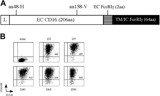 Figure 1. CD16/γ vector design and expression in Jurkat cells. (A) Schematic representation of the chimeric Fc-γRIIIa-FcϵRIγ molecule. The CD16/γ chimeric cDNA comprised the leader (L) and the extracellular (EC) domain of CD16 (FcγRIIIa-158V allotype), 2 amino acids (aa) of the extracellular domain of the FcϵRIγ, as well as the intact transmembrane (TM) and intracellular (IC) domains. (B) Maintenance of chimeric receptor expression in Jurkat cells transduced with 20 μLof lentiviral virus stock. Transduced cells were analyzed by flow cytometry for CD16 expression over a 3-month period. Mean fluorescence intensities are indicated in each quadrant.