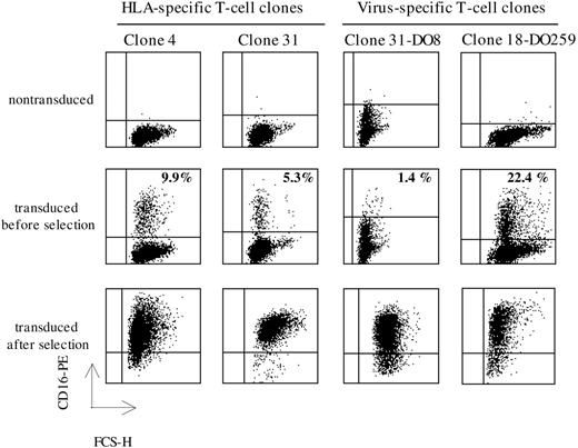 Figure 2. Generation of T-cell clones expressing CD16/γ chimeric molecules. Five days after lentiviral transduction with the CD16/γ gene (moi = 10:1), the T-cell clones were stained with CD16-PE (3G8) and analyzed by flow cytometry. Percentages of CD16/γ-positive cells are indicated for each clone. Clones 4 and 31 are 2 cytolytic CD4+ HLADPB1*0401–specific T-cell clones, clone 31-DO8 is a CD8+ HLA-A*0201/CMV-pp65N9V–specific T-cell clone, and clone 18-DO259 is a CD4+ cytolytic EBV-specific T-cell clone.
