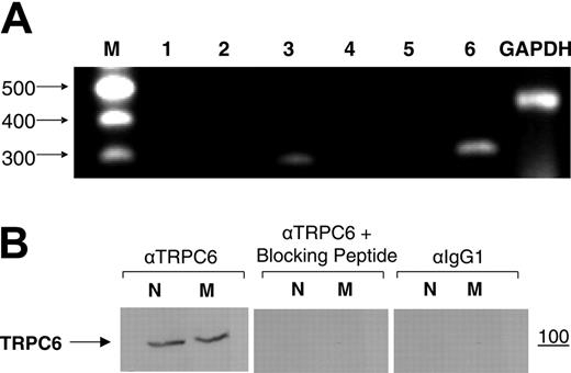 Figure 4. TRPC6 expression in human neutrophils. (A) Expression of TRP family members in isolated human neutrophils. Representative results of RT-PCR analysis with mRNA from a single isolation and cDNA preparation of neutrophils with each of the indicated primers are given and GAPDH was used as a positive control. Lanes are indicated as: M, markers; 1, TRPC1; 2, TRPC2; 3, TRPC3; 4, TRPC4; 5, TRPC5; and 6, TRPC6. (B) Western blotting of neutrophil (N) or mononuclear cell (M) membrane preparations stained with anti-TRPC6 antibody (1:400) revealed a strong band at the predicted molecular weight (100 kDa) as indicated. Specificity was demonstrated by incubation of the TRPC6 antibody with a 4-fold excess of the antigenic peptide exhibited no signal. Nonspecific binding was assessed using an IgG control stained with rabbit anti-IgG antibody (1:400). A representative immunoblot of 3 different experiments is shown.