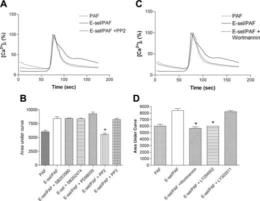 Figure 5. PI 3-kinase and Src kinase activity are required for soluble E-selectin Ca2+ mobilization. (A) PD98059 (10 μM), SB203580 (10 μM), SB202474 (10 μM), PP2 (5 μM), and PP3 (5 μM) were added concurrently with E-selectin for 15 minutes prior to stimulation with 100 nM PAF. The Ca2+ trace shown is representative of 3 separate experiments that were performed with similar results. (B) Bar graph representing area under the curves of graph in panel A, calculated using GraphPad Prism software. Data expressed as mean ± SEM of 3 independent experiments. *Statistically different (P < .05) from PAF/E-selectin–treated controls. (C) LY294002, LY303511 (10 μM, 5-minute preincubation), and wortmannin (100 nM, 15-minute preincubation) were added prior to stimulation with 100 nM PAF. The Ca2+ trace shown is representative of 3 independent experiments that were performed. (D) Bar graph representing area under the curves of graph in panel C, calculated using GraphPad Prism software. Data expressed as mean ± SEM from 3 separate experiments is shown. *Statistically different (P < .05) from PAF/E-selectin–treated controls.
