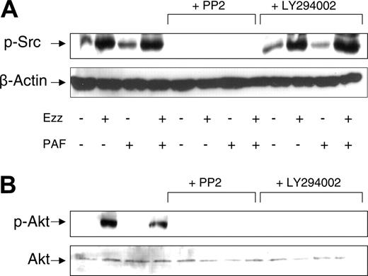 Figure 6. Soluble E-selectin induces Src and Akt activation in neutrophils. Freshly isolated neutrophils were incubated in the presence or absence of PP2 (5 μM, 15 minutes) or LY294002 (10 μM, 15 minutes), with soluble E-selectin (5 μg/mL, 15 minutes). Western blots of neutrophil lysates were carried out as described in “Materials and methods,” and probed with (A) phospho-Src (Tyr 116) antibody (1:500) or (B) antiphospho-Akt1/PKBα antibody (Ser473; 1:200). To verify equal loading, the blots were probed with β-actin (1:10 000) or total Akt (1:2000). This figure is a representative blot from 3 independent experiments that were performed with similar results.