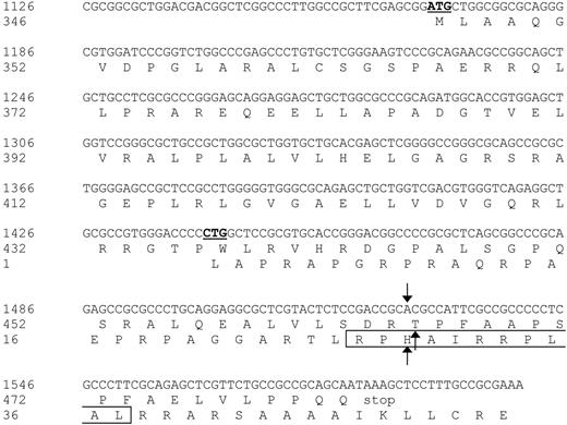 Figure 4. Nucleotide sequence and protein translation of the partial ECGF-1 cDNA isolated from the cDNA library. The internal ATG codon of the primary ECGF-1 ORF and the CTG start codon of the alternative ORF are depicted in bold and underlined. The SNP and amino acid substitutions are indicated with arrows. The CTL epitope recognized by CTL clone RDR173 is boxed. Numbers are relative to the full-length ECGF cDNA and protein.