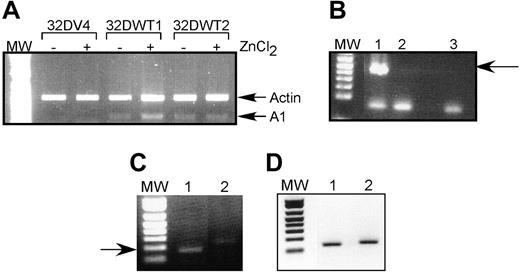 Figure 1. A1 mRNA is up-regulated by WT1 (–Ex5/–KTS). (A) Semiquantitative RT-PCR was performed as described on RNA isolated from control 32DV4 cells and from 32DWT1 and 32DWT2 cells treated overnight with (+) and without (–) 50 μM ZnCl2. Arrows indicate the Actin (control) and A1 PCR products. MW indicates the position of the molecular-weight markers. (B) RT-PCR was performed as described on RNA isolated from U937 cells transduced with the empty MIGR-1 retroviral vector (lane 2) or the same vector with the WT1 (–Ex5/–KTS) cDNA (lane 1). A water control is in lane 3. The arrow indicates the position of the WT1 band. (C) RT-PCR was performed on the same samples using A1 primers. The arrow indicates the position of the A1 band. (D) RT-PCR was performed on the same samples using 36B4 primers.