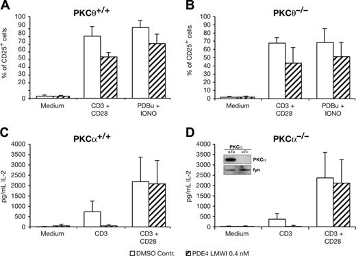 Figure 5. CD25 surface expression in PKCθ–/– and T-cell activation in PKCα–/– T cells is not affected by PDE4 LMWI. (A-B) Flow cytometric analysis of expression of CD25 wild-type PKCθ+/+ and PKCθ–/– T cells. Single-cell suspensions of purified mature CD3+ T cells, stimulated or not for 16 hours with anti-CD3 and anti-CD28, were stained with anti-CD25. Percentages of positive cells are indicated. Experiments were repeated at least 3 times with similar results. (C-D) IL-2 production of purified mature CD3+ T cells in the presence of inhibitors as specified. Cells were left unstimulated or were stimulated with anti-CD3 (precoated at a concentration of 10 μg mL–1) plus soluble anti-CD28 (1 μg mL–1) or PDBu/ionomycin, as indicated. Results shown are the mean ± SD of at least 3 independent experiments. (D, inset) Western blot of CD3+ T-cell lysates immunostained for the endogenous PKCα isotype and fyn, as indicated.