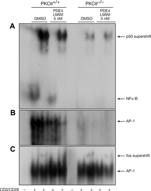 Figure 7. EMSA analysis of NF-κB and AP-1 in wild-type and PKCθ–/– T cells. (A) Nuclear extracts were prepared from purified mature CD3+ wild-type and PKCθ–/– T cells, stimulated for 16 hours with medium alone or plate-bound anti-CD3 plus soluble anti-CD28, as indicated. Gel mobility shift assays were performed using radiolabeled probes containing either (A) NF-κB or (B-C) AP-1 binding site sequences. (C) To study potential additive effects in PKCθ-deficient T cells, 5-fold more PKCθ–/– nuclear extracts had been used. The specificity of p50 NF-κB as well as fos was confirmed by supershifting the electrophoretic mobility shift with antibodies, as indicated by the arrow. Experiments were repeated at least 3 times with similar results.