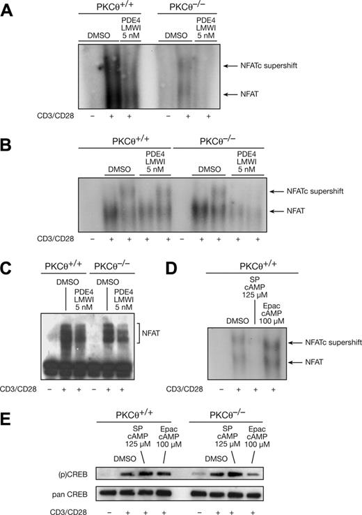 Figure 8. EMSA and nuclear translocation analysis of NF-AT in wild-type and PKCθ–/– T cells. Nuclear extracts were prepared from purified mature CD3+ wild-type and PKCθ–/– T cells, stimulated for 16 hours with medium alone or plate-bound anti-CD3 plus soluble anti-CD28 in combination with the PDE4 LMWI, the Sp-8-Br-cAMP, and the Epac-specific activator (8-pCPT-2′-O-Me-cAMP), as indicated. In EMSA (A,B,D), the specificity of NF-ATc was confirmed by supershifting the electrophoretic mobility shift with antibodies, as indicated by the arrow. To study potential additive effects using EMSA methodology in PKCθ-deficient T cells, 5-fold more PKCθ–/– nuclear extracts had been used (B), as PKCθ gene ablation already strongly reduced NFAT levels (A). Activation-induced translocation of NF-AT or phosphorylation of CREB was determined by immunoblotting of nuclear extracts (C,E) for NF-ATc, (p)CREB and panCREB, respectively, as indicated. Experiments were repeated at least 3 times with similar results.