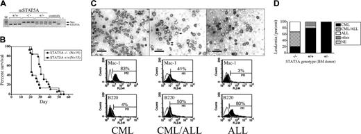 Figure 1. Mice reconstituted with P210-transduced STAT5A-null BM cells have a significantly lower incidence of the pure CML-like disease. (A) The STAT5A genotype of B6;129S6 mice was determined by PCR, detecting the presence or absence of genomic sequences from the mouse STAT5A gene (290-bp fragment), and the neomycin (neo) phosphotransferase gene (480-bp) used in the original targeting construct.40 STAT5A genomic and water (–) controls are shown at right. (B) Lethally irradiated STAT5A+/+ mice were reconstituted with P210-transduced BM cells from 5-FU–primed STAT5A–/– or STAT5A+/+ donors and assessed for survival by the method of Kaplan and Meier. The number of mice (N) in each cohort is shown at right. The median survival of P210/STAT5A–/–-reconstituted mice was 31 days, compared with 21 days for P210/STAT5A+/+-reconstituted animals (P = .13). (C) Photomicrographs of blood smears (original magnification, × 40; scale bar = 50 μM) of representative animals with CML, CML/ALL mix, and ALL. Note that CML/ALL is comprised of a fairly equal distribution of granulocytes (single arrow) and lymphoblasts (double arrow). The respective MAC1/B220 FACS profiles are shown beneath each disease photomicrograph panel. Isotype control peaks are shown at left in gray, and quantitation of the number of MAC1 (myeloid)– or B220 (B-lymphoid)–positive cells is shown at the top of each panel. (D) Leukemia subtype of mice reconstituted with P210-transduced STAT5A–/–, STAT5A+/+, or STAT5A+/– BM cells. NE indicates nonevaluable; other, macrophage-monocytic/basophil leukemia. The incidence of CML was significantly decreased in P210/STAT5A–/–-reconstituted mice (P = .001 compared with STAT5A+/+ mice; Fisher exact test).