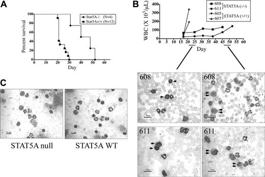 Figure 2. P210/STAT5A–/– CML mice have prolonged survival due to slower CML disease kinetics. (A) The survival of mice with the pure CML-like disease resulting from the transplantation of P210/STAT5A–/– or P210/STAT5A+/+ BM cells was analyzed by Kaplan-Meier survival curve. The median survival of P210/STAT5A–/– CML animals was 44 days, compared with 21 days for P210/STAT5A+/+ CML animals (P < .001, log-rank test). (B) Serial peripheral WBC counts from mice dying of the pure CML-like illness. Note that P210/STAT5A–/–-reconstituted CML animals (no. 608 and no. 611) had WBC counts of 76 × 109/L (76 000/μL) and 28 × 109/L (28 000/μL), respectively, on day 25 after BM reconstitution, comprised mostly of maturing granulocytic lineage cells, intermixed with some B lymphoblasts (left panels, single arrows). Relatively little change was noted in serial WBC counts until days 45 and 52, when the P210/STAT5A–/– mice died from the CML-like disease with WBC counts of 135 × 109/L (135 000/μL) and 146 × 109/L (146 000/μL), respectively, composed entirely of granulocytes, including relatively immature myeloid cells (right panels, double arrows). For comparison, P210/STAT5A+/+-reconstituted CML mice (no. 605 and no. 607) had WBC counts of 40 × 109/L (40 000/μL) and 38.5 × 109/L (38 500/μL), respectively, on day 17, and died 4 days later from CML with WBC counts of 190 × 109/L (190 000/μL) and 345 × 109/L (345 000/μL). (C) Peripheral blood cytospins from nonleukemic STAT5A-null and STAT5A wild-type (WT) mice are shown for comparison, composed of lymphocytes and mature granulocytes (average 80% and 20%, and 79% and 21%, respectively). A 10-μm size bar is shown at bottom left of each photomicrograph.