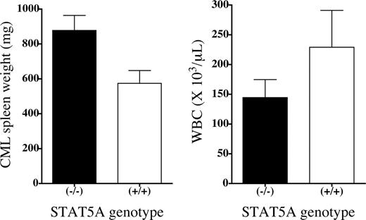 Figure 3. Greater splenomegaly in P210/STAT5A–/– CML mice. The average spleen weight (left panel) and peripheral WBC count (right panel) at autopsy is depicted by bar graph according to the STAT5A genotype of the leukemia cells. The difference in splenomegaly between P210/STAT5A-null (n = 4) and P210/STAT5A wild-type (n = 12) CML mice was statistically significant (P = .046), but the difference in WBC counts (n = 4 and n = 8, respectively) was not (P = .38). The error bars represent the standard error. For comparison, the average spleen weight of normal mice was 70 mg, and the average WBC counts of nonleukemic STAT5A–/– and STAT5A+/+ mice was 4.6 × 109/L (4600/μL) and 5.5 × 109/L (5500/μL), respectively.