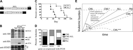 Figure 7. Prolonged survival and decreased CML in mice reconstituted with BM cells coexpressing P210 and DN STAT5. (A) Schematic depicting a bicistronic retroviral vector used to co-express DN STAT5 and Bcr/Abl in primary murine BM cells. (B) Retroviral supernatants were titered on NIH 3T3 fibroblast cells by anti-Abl and antihemagglutinin (HA) Western immunoblot (recognizing epitope-tagged STAT5 mutants). The positions of the STAT5 mutants were confirmed by anti-STAT5A/5B immunoblot (bottom panel). The carboxy-terminal deletion mutant DN STAT5A/Δ53C (D53c) migrates below endogenous STAT5A/5B (bottom asterisk). P210 bicistronic retroviruses coexpressing neomycin (neo) or a STAT5A point mutant with limited DN STAT5 activity (STAT5A-EE; top asterisk), or sham-transduced cells (–), are shown as expression controls. (C) Survival curves of mice reconstituted with BM cells transduced by DNSTAT5A/Δ53C/P210 (n = 6), or neo/P210 (n = 5). The survival difference between DN STAT5A/Δ53C/P210- and neo/P210-reconstituted animals was statistically significant (P < .001, log-rank test). The results depicted are representative of at least duplicate experiments using equivalent titer bicistronic retroviruses, as described in “Materials and methods.” (D) A bar graph depicting the leukemia phenotype of STAT5A/Δ53C/P210 (n = 10), STAT5A-EE/P210 (n = 6), or control (neo)/P210 (n = 7) mice. (E) A schematic depicting the kinetics of this mouse Bcr/Abl leukemia model, in which the CML-like disease reaches a lethal leukemic burden before the later onset Bcr/Abl ALL and macrophage/monocyte leukemias can develop. By a not-yet fully understood mechanism, STAT5 inhibition has a greater impact on CML progenitors than other BCR/ABL hematopoietic targets, shifting the kinetics and/or spectrum of leukemia by delaying (*), impairing (**), or preventing CML (***).