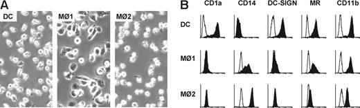 Figure 1. Characterization of DCs, Mø1s, and Mø2s. (A) DCs, Mø1s, and Mø2s were generated in parallel from the same donor cultured for 6 or 7 days. Pictures show the morphology of these 3 different types of cells. Images were obtained using an Axiovert 25 inverted microscope (Carl Zeiss, Sliedrecht, The Netherlands) with a 20 × /0.3 NA objective and Zeiss Axiovision software version 3.1. Magnification, × 200. (B) Surface expression of CD1a, CD14, DC-SIGN, mannose receptor (MR), and CD11b on DCs, Mø1s, and Mø2s was determined by flow cytometry after 6 days of culture (closed histograms). Open histograms represent matched isotype controls. Data are representative of 3 to 8 independent experiments. Separate unrelated donors are used for each independent experiment.