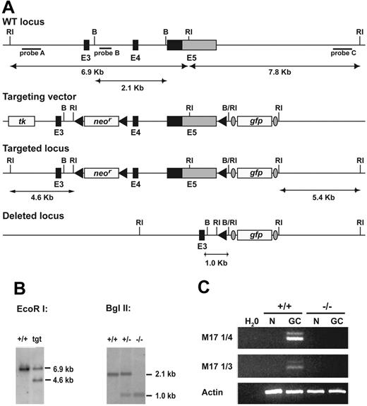 Figure 1. Generation of M17–/– mice. (A) Schematic representation of the gene targeting in the M17 locus by homologous recombination. C57BL/6-derived ES cells were targeted with a vector containing the loxP-flanked exons 4 and 5, a frt-flanked IRES-gfp cassette, and a neomycin resistance cassette for positive selection. Negative selection of clones harboring randomly integrated vectors was mediated by a thymidine kinase gene. Only exons 3 to 5 are shown. Rectangles indicate coding DNA (black, translated region; gray, untranslated region); filled triangles, loxP sites; ovals, frt sites; RI, EcoRI; and BII, BglII. Bold lines indicate regions of homology and Southern probes are shown as thin black lines under the wild-type locus. The map is not drawn to scale. (B) Successful homologous recombination was identified by Southern blot of EcoRI-digested genomic ES cell DNA and probe A located 5′ of exon 3. The wild-type fragment migrates at 6.9 kb, while the fragment from the targeted locus migrates at 4.6 kb. Cre-mediated deletion of M17 exons 4 and 5 was confirmed by Southern blot of BglII-digested genomic DNA using probe C located 3′ of exon 3. The wild-type fragment migrates at 2.1 kb and the fragment of the deleted locus migrates at 1.0 kb. (C) Confirmation of the successful inactivation of the M17 gene by RT-PCR. RNA was isolated from sorted CD19+PNA–Fas– naive B cells (N) or CD19+PNA+Fas+ GC B cells from either M17+/+ or M17–/– mice and reverse transcribed using an oligoT primer. PCR products were amplified with primers annealing either in exons 1 and 4 (M17 1/4) or in exons 1 and 3 (M17 1/3). Intron-spanning primers annealing in the β-actin gene were used to control for equal amounts of RNA. The PCR products were consistent with the expected sizes for the 2 alternative transcripts of M17.