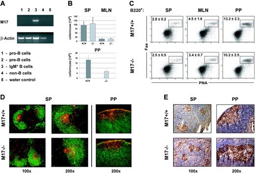 Figure 2. Cell numbers and GC formation. (A) Expression of M17 cDNA in developing B cells. Bone marrow–derived lymphocytes were sorted into B220– cells, B220+ IgM– c-kit+ pro-B cells, B220+ IgM– CD25+ pre-B cells, and B220+ IgM+ B cells by fluorescent-activated cell sorting (FACS), and the expression of M17 mRNA transcripts in these cell populations was determined by RT-PCR. (B) The total number of cells in peripheral lymphoid organs. SP indicates spleen; MLN, mesenteric lymph nodes; and PP, Peyer patches. (C) Generation of GC B cells. Mice were immunized with 50 μg NP-CG and analyzed for the presence of CD19+PNA+Fas+ GC B cells 14 days after immunization. Only CD19+ cells are shown. Numbers represent the mean in percent plus standard deviation. SP indicates spleen; MLN, mesenteric lymph nodes; and PP, Peyer patches. (D-E) GC architecture in M17–/– mice. Mice were immunized with 50 μg NP-CG. Frozen splenic sections were prepared on day 14 after immunization and analyzed by immunofluorescence. (D) Sections were incubated with αCD19 mAb (green) and PNA (red) to visualize B-cell follicles and GCs, respectively. (E) Sections were incubated with αBCL-6 mAb (brown) and counterstained with hematoxylin (blue). Representative pictures are shown. SP indicates spleen; PP, Peyer patches. Numbers below pictures indicate the magnification.